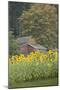 Canada, British Columbia, Cowichan Valley. Row of Sunflowers and Old Red Barn-Kevin Oke-Mounted Photographic Print