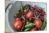 Canada, British Columbia, Cowichan Valley. Tomatoes and Hot Peppers in a Colander-Kevin Oke-Mounted Photographic Print