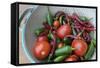 Canada, British Columbia, Cowichan Valley. Tomatoes and Hot Peppers in a Colander-Kevin Oke-Framed Stretched Canvas