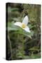 Canada, British Columbia, Cowichan Valley. Western Trillium, Honeymoon Bay Wildflower Reserve-Kevin Oke-Stretched Canvas