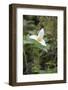 Canada, British Columbia, Cowichan Valley. Western Trillium, Honeymoon Bay Wildflower Reserve-Kevin Oke-Framed Photographic Print