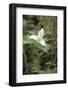 Canada, British Columbia, Cowichan Valley. Western Trillium, Honeymoon Bay Wildflower Reserve-Kevin Oke-Framed Photographic Print