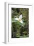 Canada, British Columbia, Cowichan Valley. Western Trillium, Honeymoon Bay Wildflower Reserve-Kevin Oke-Framed Photographic Print