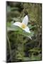 Canada, British Columbia, Cowichan Valley. Western Trillium, Honeymoon Bay Wildflower Reserve-Kevin Oke-Mounted Photographic Print