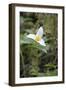 Canada, British Columbia, Cowichan Valley. Western Trillium, Honeymoon Bay Wildflower Reserve-Kevin Oke-Framed Photographic Print