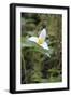 Canada, British Columbia, Cowichan Valley. Western Trillium, Honeymoon Bay Wildflower Reserve-Kevin Oke-Framed Photographic Print