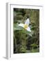 Canada, British Columbia, Cowichan Valley. Western Trillium, Honeymoon Bay Wildflower Reserve-Kevin Oke-Framed Photographic Print