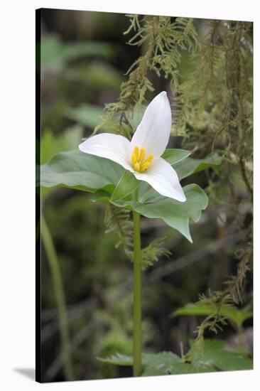 Canada, British Columbia, Cowichan Valley. Western Trillium, Honeymoon Bay Wildflower Reserve-Kevin Oke-Stretched Canvas