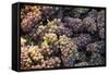 Canada, British Columbia, Cowichan Valley. Wine Grapes at a Cowichan Vineyard-Kevin Oke-Framed Stretched Canvas