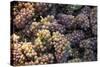 Canada, British Columbia, Cowichan Valley. Wine Grapes at a Cowichan Vineyard-Kevin Oke-Stretched Canvas