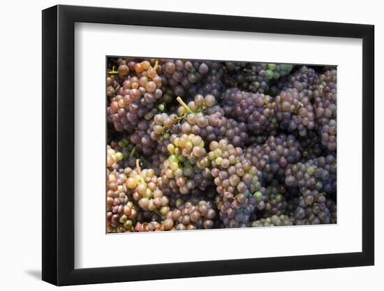 Canada, British Columbia, Cowichan Valley. Wine Grapes at a Cowichan Vineyard-Kevin Oke-Framed Photographic Print