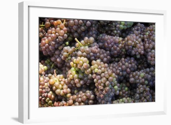 Canada, British Columbia, Cowichan Valley. Wine Grapes at a Cowichan Vineyard-Kevin Oke-Framed Photographic Print