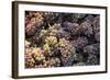 Canada, British Columbia, Cowichan Valley. Wine Grapes at a Cowichan Vineyard-Kevin Oke-Framed Photographic Print