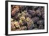 Canada, British Columbia, Cowichan Valley. Wine Grapes at a Cowichan Vineyard-Kevin Oke-Framed Photographic Print