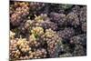 Canada, British Columbia, Cowichan Valley. Wine Grapes at a Cowichan Vineyard-Kevin Oke-Mounted Photographic Print