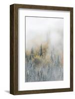 Canada, British Columbia. Early morning fog in a mixed tree forest, Wells Gray Provincial Park.-Judith Zimmerman-Framed Photographic Print