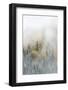 Canada, British Columbia. Early morning fog in a mixed tree forest, Wells Gray Provincial Park.-Judith Zimmerman-Framed Photographic Print