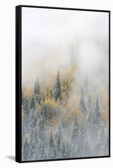 Canada, British Columbia. Early morning fog in a mixed tree forest, Wells Gray Provincial Park.-Judith Zimmerman-Framed Stretched Canvas