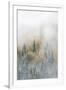 Canada, British Columbia. Early morning fog in a mixed tree forest, Wells Gray Provincial Park.-Judith Zimmerman-Framed Premium Photographic Print