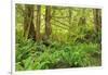 Canada, British Columbia, Egmont. Lush rainforest scenic.-Jaynes Gallery-Framed Photographic Print