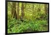 Canada, British Columbia, Egmont. Lush rainforest scenic.-Jaynes Gallery-Framed Photographic Print