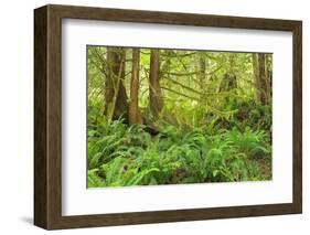 Canada, British Columbia, Egmont. Lush rainforest scenic.-Jaynes Gallery-Framed Photographic Print