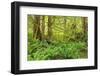 Canada, British Columbia, Egmont. Lush rainforest scenic.-Jaynes Gallery-Framed Photographic Print