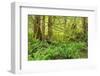 Canada, British Columbia, Egmont. Lush rainforest scenic.-Jaynes Gallery-Framed Photographic Print