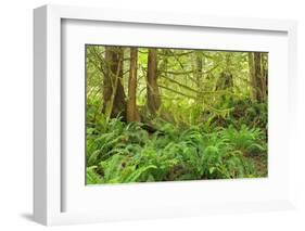 Canada, British Columbia, Egmont. Lush rainforest scenic.-Jaynes Gallery-Framed Photographic Print