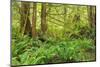 Canada, British Columbia, Egmont. Lush rainforest scenic.-Jaynes Gallery-Mounted Photographic Print