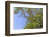 Canada, British Columbia, Galiano Island, Montague Harbour. Arbutus Trees in Montague Harbour-Kevin Oke-Framed Photographic Print