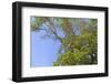 Canada, British Columbia, Galiano Island, Montague Harbour. Arbutus Trees in Montague Harbour-Kevin Oke-Framed Photographic Print