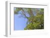 Canada, British Columbia, Galiano Island, Montague Harbour. Arbutus Trees in Montague Harbour-Kevin Oke-Framed Photographic Print