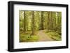 Canada, British Columbia, Graham Island. Coastal rainforest on Golden Spruce Trail.-Jaynes Gallery-Framed Photographic Print