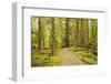 Canada, British Columbia, Graham Island. Coastal rainforest on Golden Spruce Trail.-Jaynes Gallery-Framed Photographic Print