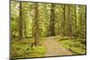 Canada, British Columbia, Graham Island. Coastal rainforest on Golden Spruce Trail.-Jaynes Gallery-Mounted Photographic Print