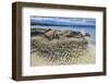 Canada, British Columbia, Hornby Island. Eroded rock along ocean shore.-Jaynes Gallery-Framed Photographic Print