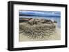Canada, British Columbia, Hornby Island. Eroded rock along ocean shore.-Jaynes Gallery-Framed Photographic Print