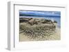 Canada, British Columbia, Hornby Island. Eroded rock along ocean shore.-Jaynes Gallery-Framed Photographic Print