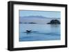 Canada, British Columbia. Humpback whale's tale as it dives, Johnstone Strait.-Brenda Tharp-Framed Photographic Print