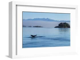 Canada, British Columbia. Humpback whale's tale as it dives, Johnstone Strait.-Brenda Tharp-Framed Photographic Print