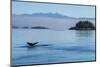 Canada, British Columbia. Humpback whale's tale as it dives, Johnstone Strait.-Brenda Tharp-Mounted Photographic Print