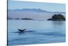 Canada, British Columbia. Humpback whale's tale as it dives, Johnstone Strait.-Brenda Tharp-Stretched Canvas