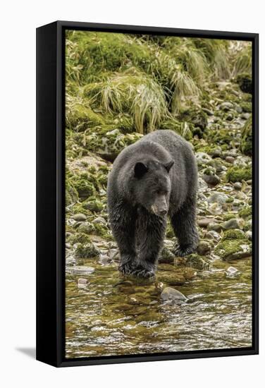 Canada, British Columbia, Inside Passage. Black Bear Fishing on Qua Creek-Jaynes Gallery-Framed Stretched Canvas