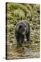 Canada, British Columbia, Inside Passage. Black Bear Fishing on Qua Creek-Jaynes Gallery-Stretched Canvas