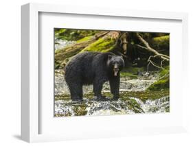 Canada, British Columbia, Inside Passage. Black Bear Fishing on Qua Creek-Jaynes Gallery-Framed Photographic Print