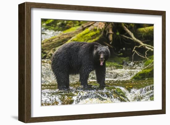 Canada, British Columbia, Inside Passage. Black Bear Fishing on Qua Creek-Jaynes Gallery-Framed Photographic Print