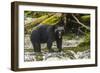 Canada, British Columbia, Inside Passage. Black Bear Fishing on Qua Creek-Jaynes Gallery-Framed Photographic Print