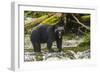 Canada, British Columbia, Inside Passage. Black Bear Fishing on Qua Creek-Jaynes Gallery-Framed Photographic Print