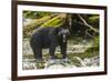 Canada, British Columbia, Inside Passage. Black Bear Fishing on Qua Creek-Jaynes Gallery-Framed Photographic Print